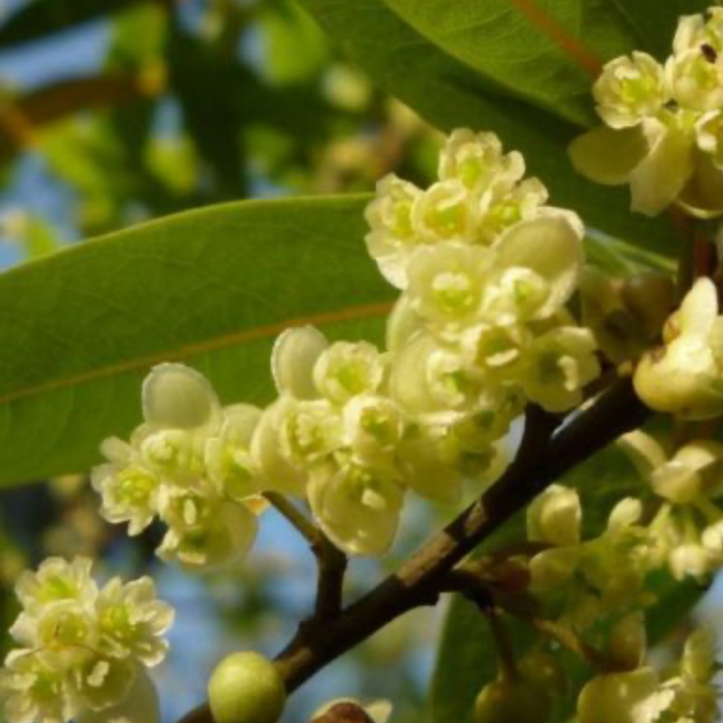 May Chang flower on branch