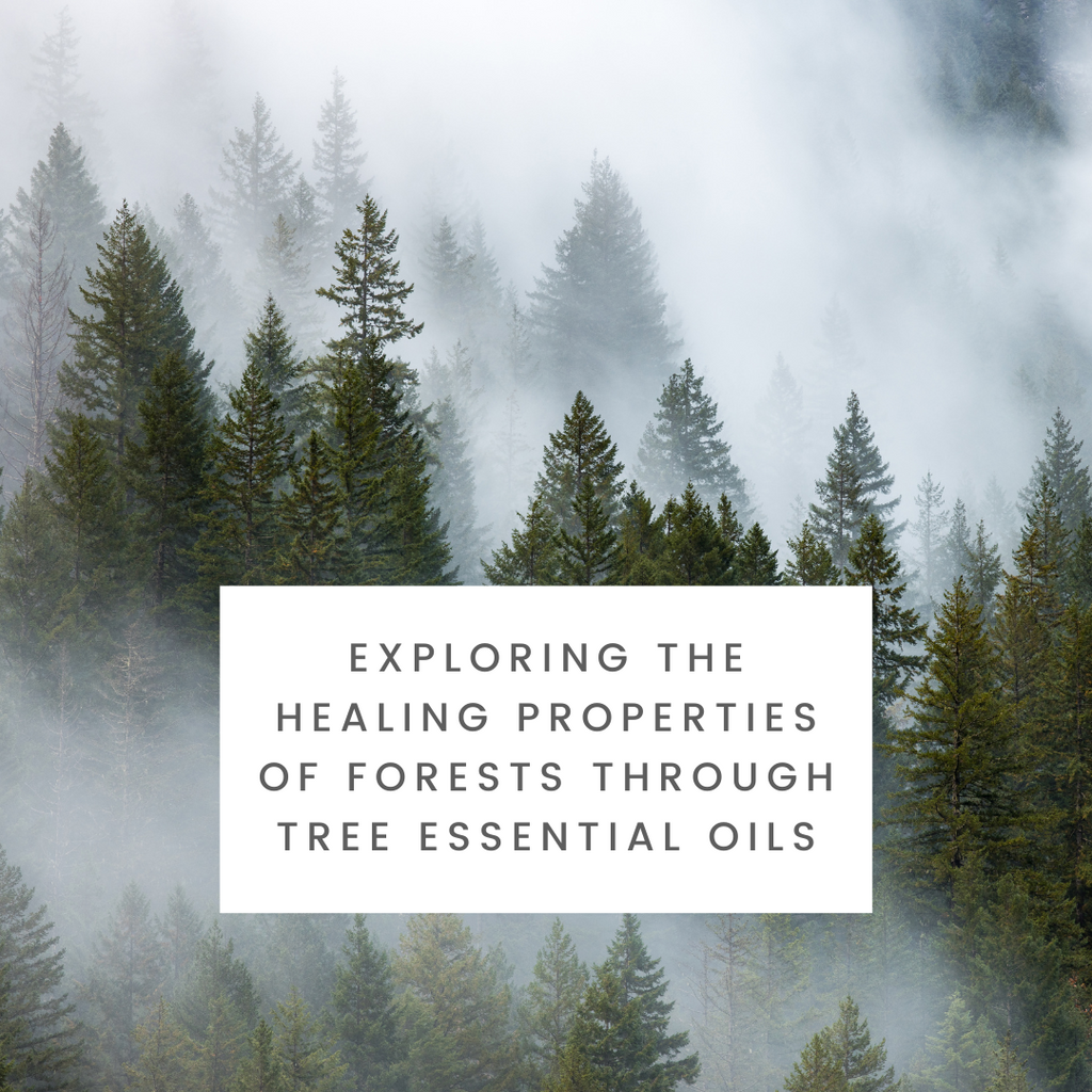 Exploring the Healing Essence of Forests Through Tree Essential Oils