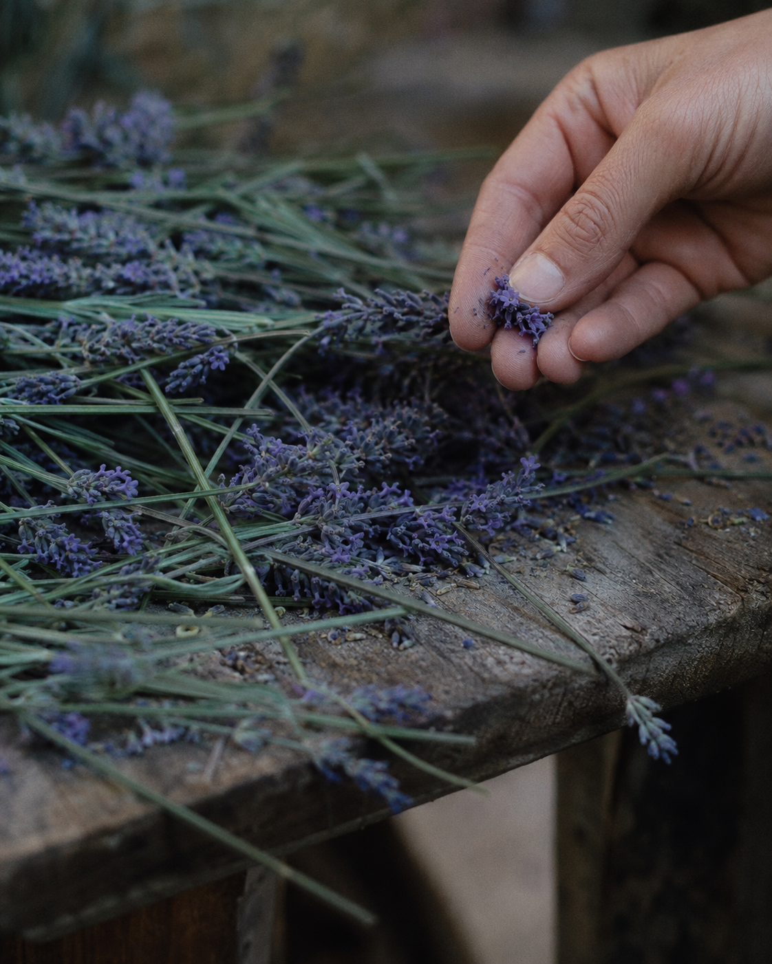 Soothe: a hand crushing cut lavender on a wooden trestle