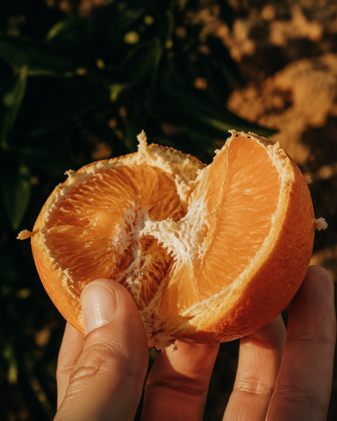 Happy: a hand tearing a ripe orange in a grove at golden hour