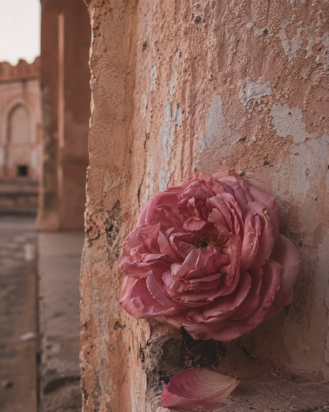 New Romantic: a full pink rose against a weathered plaster wall, a fallen petal below, an old courtyard behind