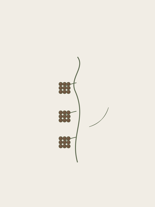 Black Pepper