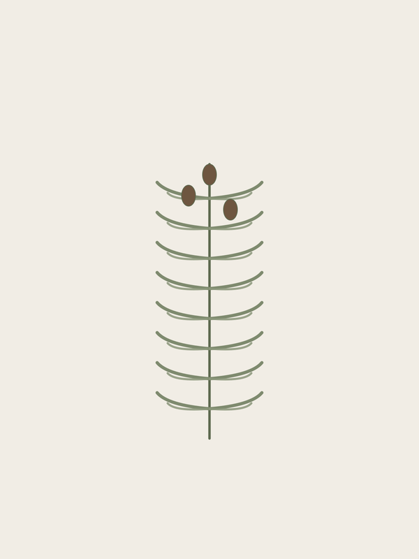 Cedarwood