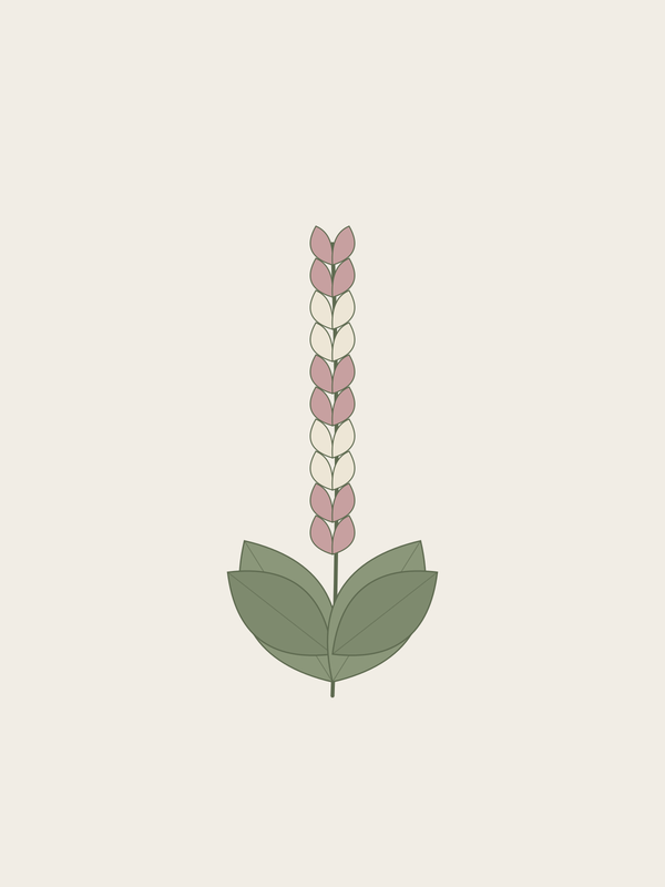Clary Sage