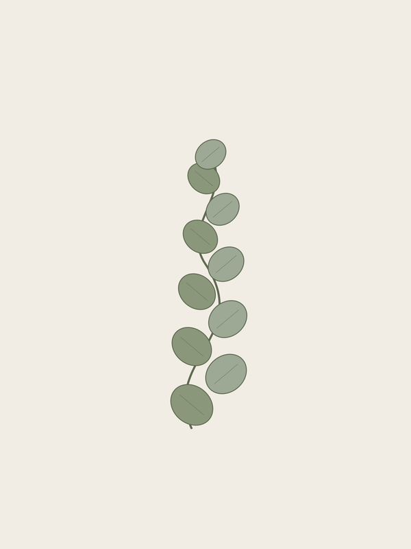 Eucalyptus