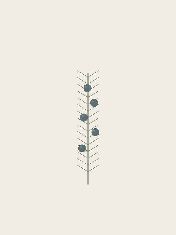 Juniper Berry