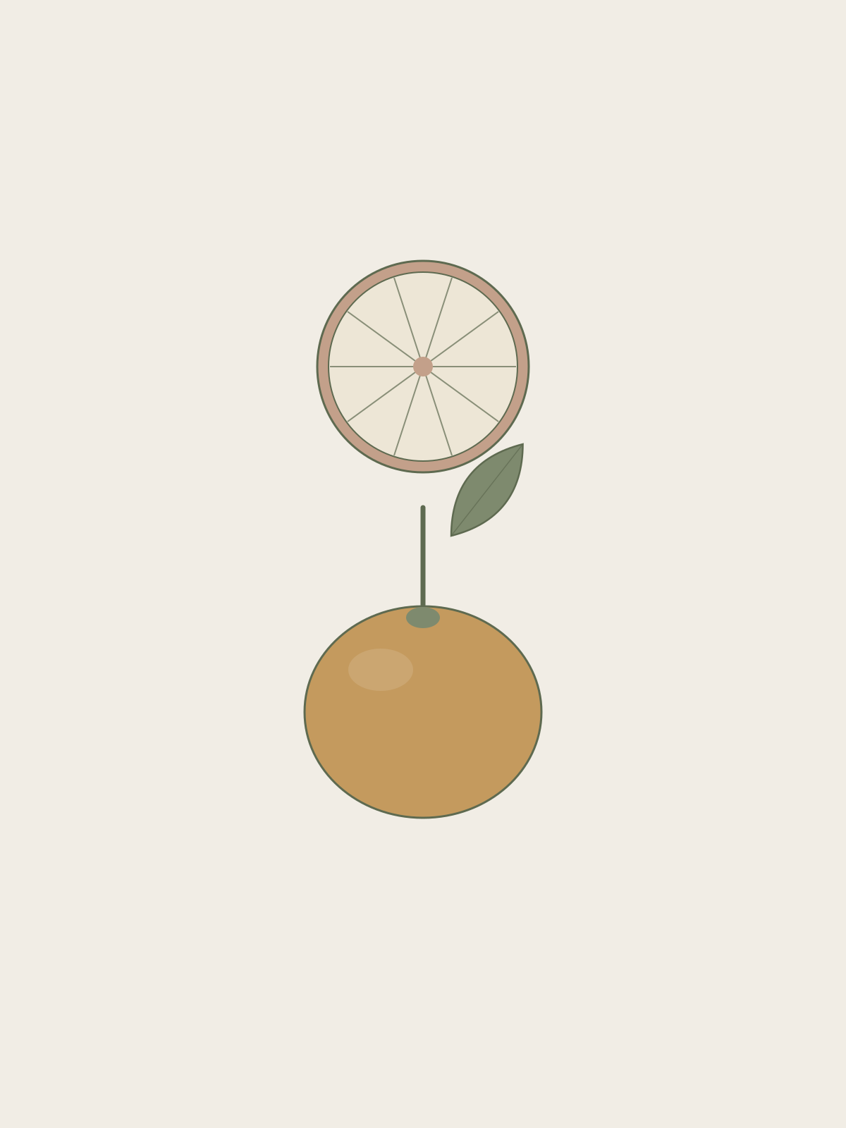 Mandarin botanical illustration