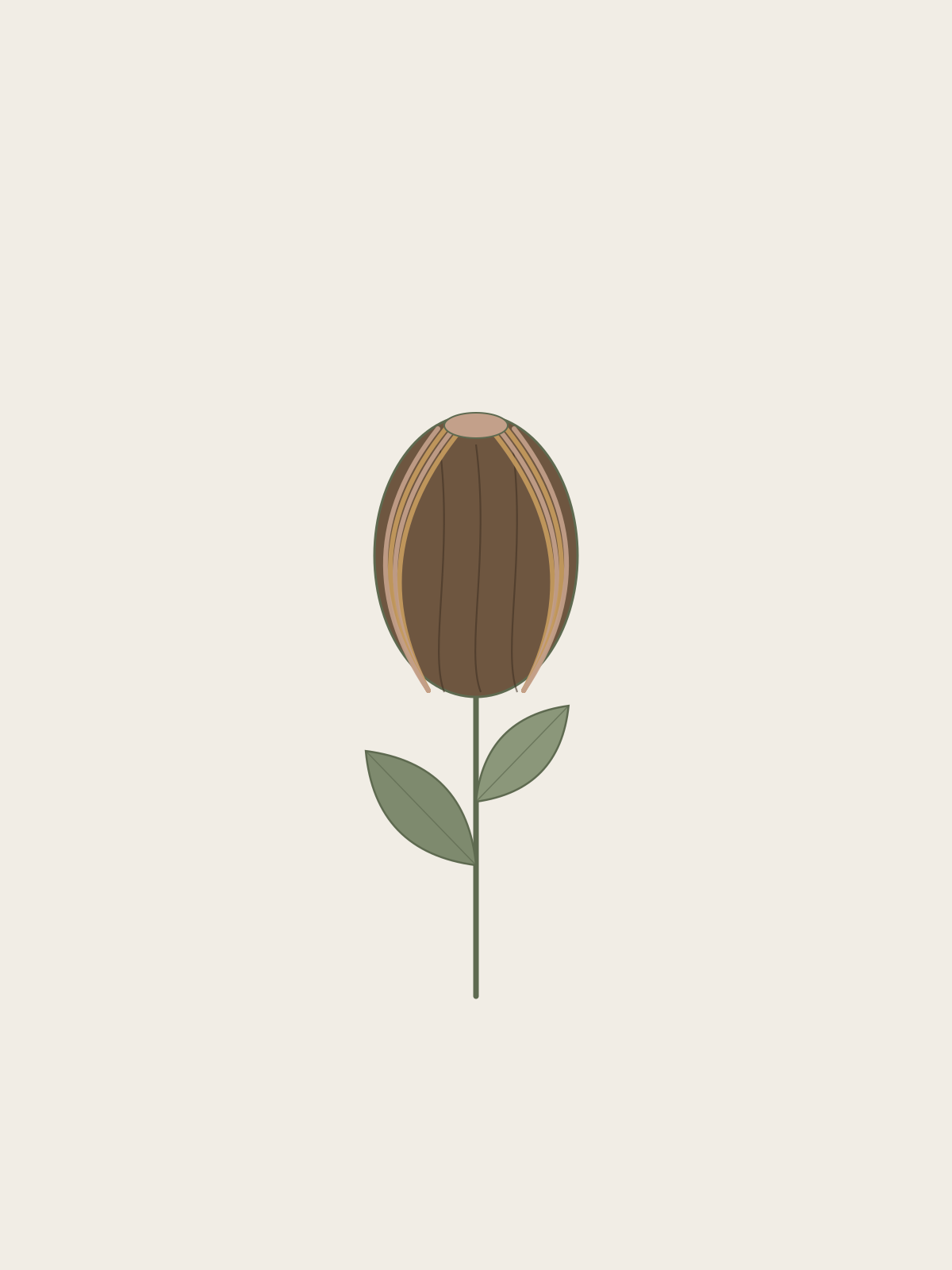 Nutmeg botanical illustration