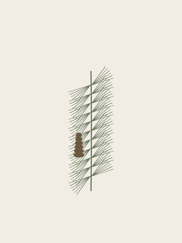 Pine