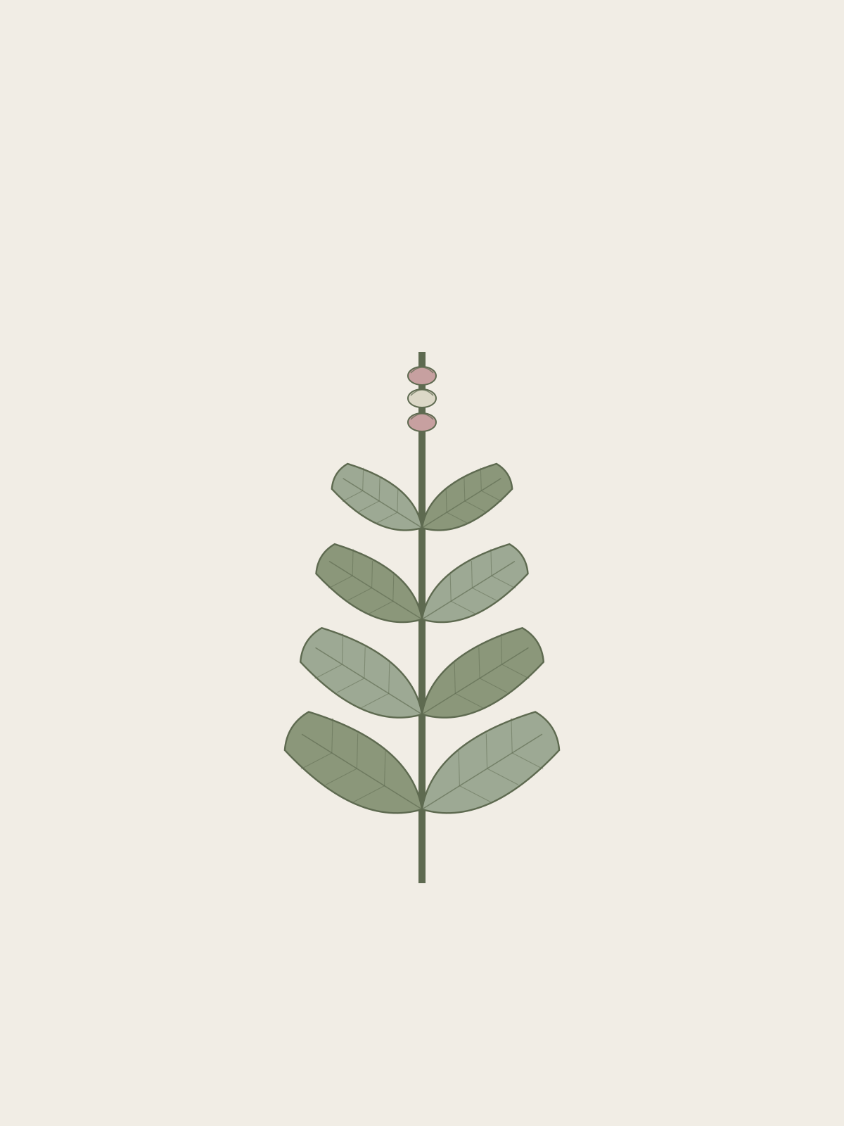 Sage botanical illustration
