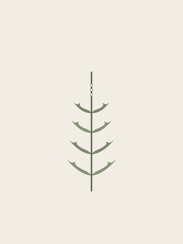 Spearmint